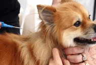 Microchip gratuito per il tuo cane a cura di Enpa e Comune di Vetralla