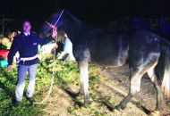 Cavallo imbizzarrito sull'Aurelia salvato dalla Volante della polizia