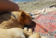 «Cacciata dalla spiaggia con il mio cane ma non c'era alcun cartello di divieto»