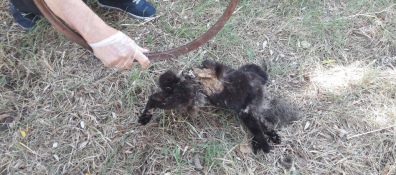 Gatto nero ucciso a Santa Barbara