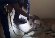 "Bimba Camp": da cane abbandonato a pet terapy per giovani immigrati