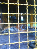 La tigre nella gabbia del Circo Martin fotografata dalla consigliera De Alexandris