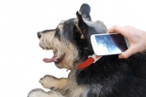 Con un semplice smartphone chi trova il cane o il gatto avvisa il proprietario con un'email