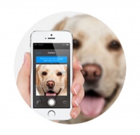 Finding Rover, una nuova app che ritrova il cane sparrito con una foto
