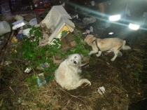 I cani sopravvissuti in mezzo al caos