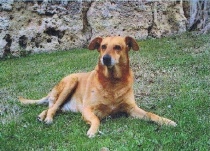 Pippo, il cane randagio membro della comunità tarquiniese