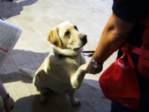 Un cane da soccorso ospite nella chiesa di Vallerano