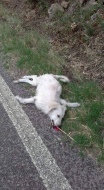 Un cucciolo rinvenuto stamani cadavere sulla strada per Vetralla