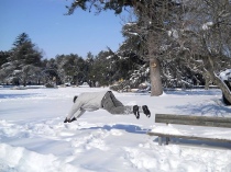 I fan della neve viterbesi attendono di nuovo la nevicata del 2012