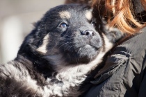 Uno dei tanti cuccioli fatti adottare dal canile di Bagnaia: che fine faranno gli altri?
