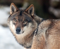 Il lupo, specie sotto attacco
