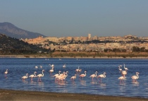 I fenicotteri rosa della laguna di Orbetello