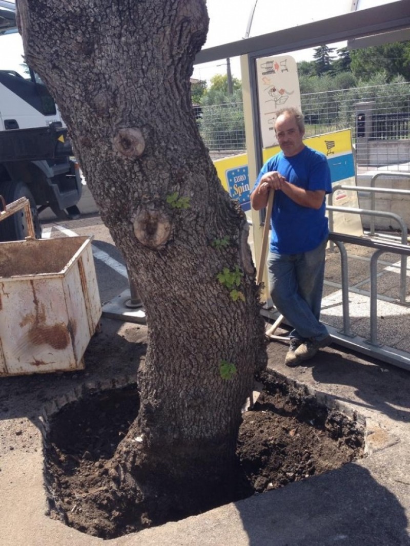 L Eurospin Di S Barbara Libera Le Querce Dall Asfalto A Viterbo E Tsunami Green Reteluna Viterbo