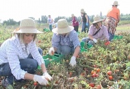 "Terre ai giovani", dalla Regione il bando per la nuova agricoltura