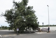 Così si uccide un albero: pochi secondi e la quercia viene giù