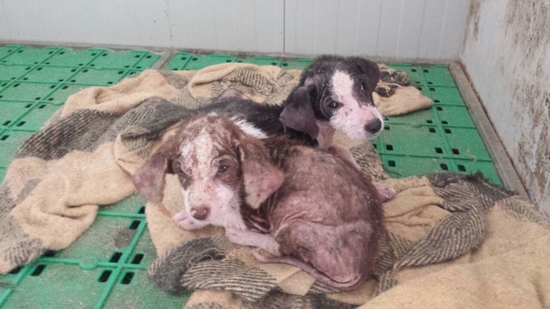 Due cuccioli malati in un canile viterbese poi deceduti. Gli animalisti annunciano esposto