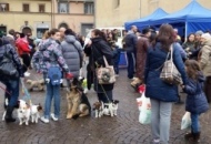 "Giornata del microchip gratuito". 300 cani messi in regola