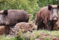 Danni da fauna selvatica, Enpa. «Squilibrio causato dall'uomo»