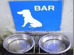 Caldo africano, poche e sporadiche a Viterbo le ciotole d'acqua per i cani fuori dai negozi
