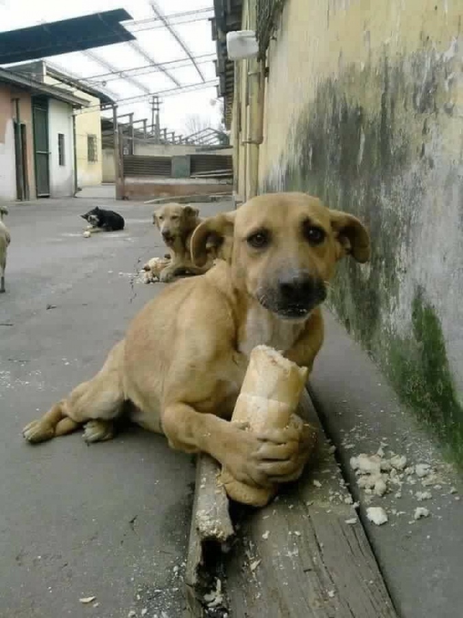 Associazione Mifido Difido: "Quasi 200 cani abbandonati a Viterbo in 40 giorni"