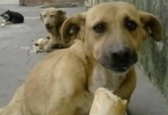 Mifido Difido: "Quasi 200 cani abbandonati a Viterbo in 40 giorni"