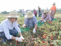 Dalla Regione Lazio un bando per ridare slancio all'agricoltura giovanile