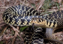 Il Biacco nella foto è un serpente innocuo, protetto e utile all'ecosistema perchè gran divoratore di topi