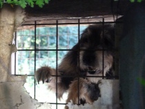 Uno dei cani da caccia rinchiusi nelle gabbie lager a Bolsena