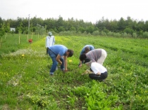 Orti orbani dall'Università della Tuscia per i dipendenti