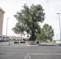 Una delle due querce in via Bachelet abbattute