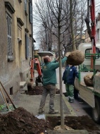 Il reimpianto degli alberi