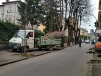 Il reimpianto degli alberi