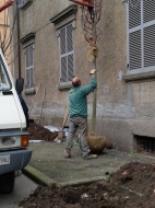 Il reimpianto degli alberi