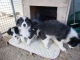 I piccoli di Border Collie