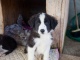 I piccoli di Border Collie