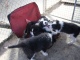 I piccoli di Border Collie