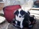 I cuccioli di Border Collie