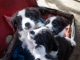 I piccoli di Border Collie