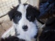 I piccoli di Border Collie