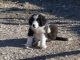 Un piccolo di Border Collie