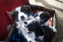 I cuccioli di Border Collie ospiti del canile di Bagnaia