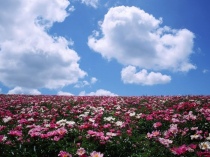 L'esposizione di peonie più grande del mondo a Vitorchiano