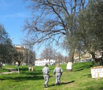 Una delle querce in pericolo