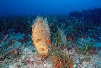 Un esemplare di "Nacchera di mare"