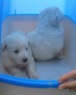 I cuccioli di maremmano abbandonati a Castel D'Asso la scorsa settimana