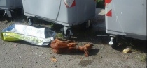 Il cane pelle e ossa ritrovato cadavere in strada Montigliano, Viterbo