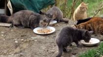 I gatti della colonia felina viterbese stanno bene