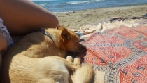 Anna Maria Monti con il suo cane Whisky sulla spiaggia