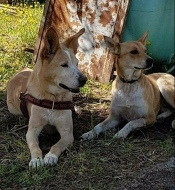 Akita e Nina, una coppia meravigliosa